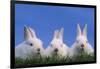 Domestic Rabbits in Grass-DLILLC-Framed Photographic Print