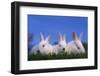 Domestic Rabbits in Grass-DLILLC-Framed Photographic Print