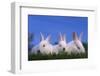 Domestic Rabbits in Grass-DLILLC-Framed Photographic Print