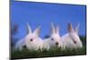 Domestic Rabbits in Grass-DLILLC-Mounted Photographic Print