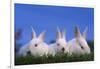 Domestic Rabbits in Grass-DLILLC-Framed Photographic Print