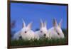 Domestic Rabbits in Grass-DLILLC-Framed Photographic Print