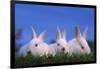 Domestic Rabbits in Grass-DLILLC-Framed Photographic Print