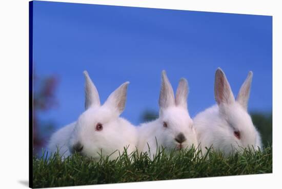 Domestic Rabbits in Grass-DLILLC-Stretched Canvas