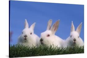 Domestic Rabbits in Grass-DLILLC-Stretched Canvas