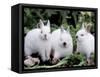 Domestic Rabbits, Netherlands Dwarf Breed, Small and White Variety-Lynn M^ Stone-Framed Stretched Canvas