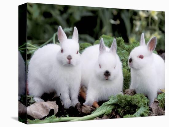 Domestic Rabbits, Netherlands Dwarf Breed, Small and White Variety-Lynn M^ Stone-Stretched Canvas