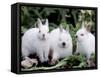 Domestic Rabbits, Netherlands Dwarf Breed, Small and White Variety-Lynn M^ Stone-Framed Stretched Canvas