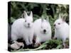 Domestic Rabbits, Netherlands Dwarf Breed, Small and White Variety-Lynn M^ Stone-Stretched Canvas