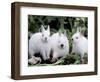 Domestic Rabbits, Netherlands Dwarf Breed, Small and White Variety-Lynn M^ Stone-Framed Premium Photographic Print