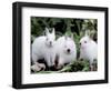 Domestic Rabbits, Netherlands Dwarf Breed, Small and White Variety-Lynn M^ Stone-Framed Premium Photographic Print