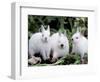 Domestic Rabbits, Netherlands Dwarf Breed, Small and White Variety-Lynn M^ Stone-Framed Premium Photographic Print