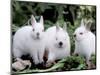 Domestic Rabbits, Netherlands Dwarf Breed, Small and White Variety-Lynn M^ Stone-Mounted Premium Photographic Print