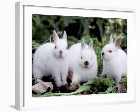 Domestic Rabbits, Netherlands Dwarf Breed, Small and White Variety-Lynn M^ Stone-Framed Photographic Print