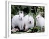 Domestic Rabbits, Netherlands Dwarf Breed, Small and White Variety-Lynn M^ Stone-Framed Photographic Print