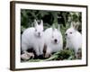 Domestic Rabbits, Netherlands Dwarf Breed, Small and White Variety-Lynn M^ Stone-Framed Photographic Print