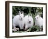 Domestic Rabbits, Netherlands Dwarf Breed, Small and White Variety-Lynn M^ Stone-Framed Photographic Print