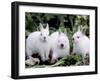 Domestic Rabbits, Netherlands Dwarf Breed, Small and White Variety-Lynn M^ Stone-Framed Photographic Print