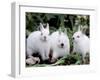 Domestic Rabbits, Netherlands Dwarf Breed, Small and White Variety-Lynn M^ Stone-Framed Photographic Print