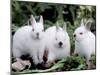 Domestic Rabbits, Netherlands Dwarf Breed, Small and White Variety-Lynn M^ Stone-Mounted Photographic Print