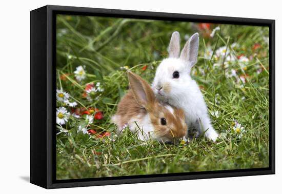 Domestic Rabbits Outside Amongst Flowers-null-Framed Stretched Canvas