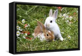 Domestic Rabbits Outside Amongst Flowers-null-Framed Stretched Canvas