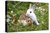 Domestic Rabbits Outside Amongst Flowers-null-Stretched Canvas