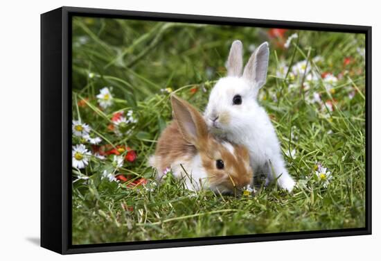 Domestic Rabbits Outside Amongst Flowers-null-Framed Stretched Canvas