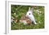 Domestic Rabbits Outside Amongst Flowers-null-Framed Photographic Print