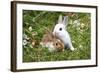 Domestic Rabbits Outside Amongst Flowers-null-Framed Photographic Print