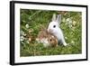 Domestic Rabbits Outside Amongst Flowers-null-Framed Photographic Print