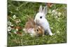 Domestic Rabbits Outside Amongst Flowers-null-Mounted Photographic Print