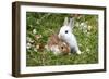 Domestic Rabbits Outside Amongst Flowers-null-Framed Photographic Print