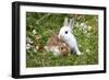 Domestic Rabbits Outside Amongst Flowers-null-Framed Photographic Print