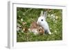 Domestic Rabbits Outside Amongst Flowers-null-Framed Photographic Print