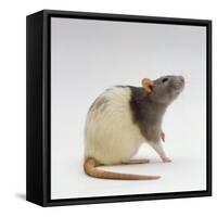 Domestic Rat Sitting Alert-Jane Burton-Framed Stretched Canvas