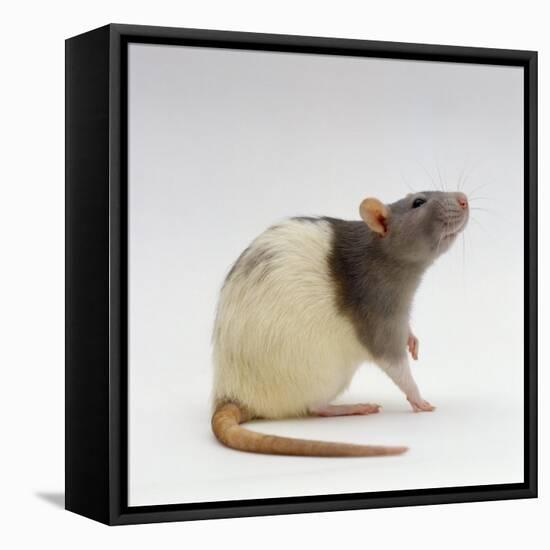 Domestic Rat Sitting Alert-Jane Burton-Framed Stretched Canvas