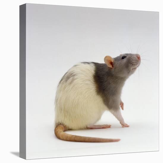 Domestic Rat Sitting Alert-Jane Burton-Stretched Canvas