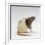 Domestic Rat Sitting Alert-Jane Burton-Framed Photographic Print