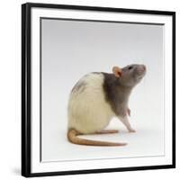 Domestic Rat Sitting Alert-Jane Burton-Framed Photographic Print