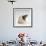 Domestic Rat Sitting Alert-Jane Burton-Framed Photographic Print displayed on a wall