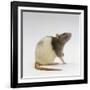 Domestic Rat Sitting Alert-Jane Burton-Framed Photographic Print
