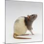 Domestic Rat Sitting Alert-Jane Burton-Mounted Photographic Print