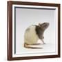 Domestic Rat Sitting Alert-Jane Burton-Framed Photographic Print