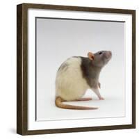 Domestic Rat Sitting Alert-Jane Burton-Framed Photographic Print