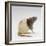 Domestic Rat Sitting Alert-Jane Burton-Framed Photographic Print