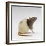 Domestic Rat Sitting Alert-Jane Burton-Framed Photographic Print