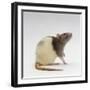 Domestic Rat Sitting Alert-Jane Burton-Framed Photographic Print