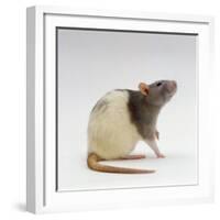 Domestic Rat Sitting Alert-Jane Burton-Framed Photographic Print