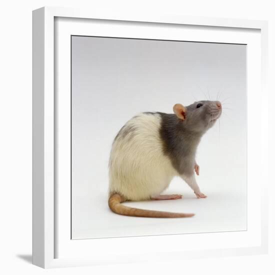 Domestic Rat Sitting Alert-Jane Burton-Framed Photographic Print